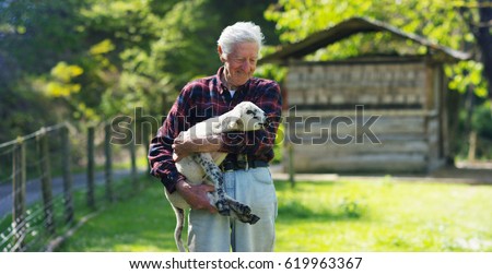 An old, well-smiling farmer, holds in his hands his beloved white lamb, which he raised himself, against the backdrop of nature and a barn, the concept: ecology, livestock, farming, bio, nutrition.