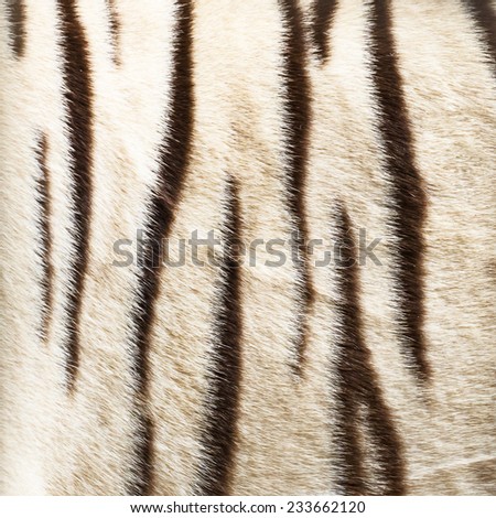 Real White Bengal Tiger Skin Stock Photo 68346505 - Shutterstock