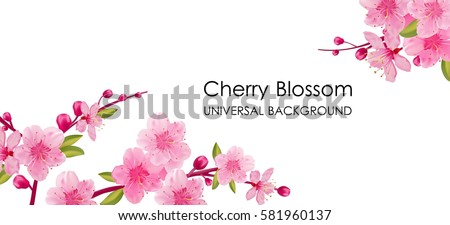 Branch of sakura with flowers and leaves on white background. Cherry blossom spring design.