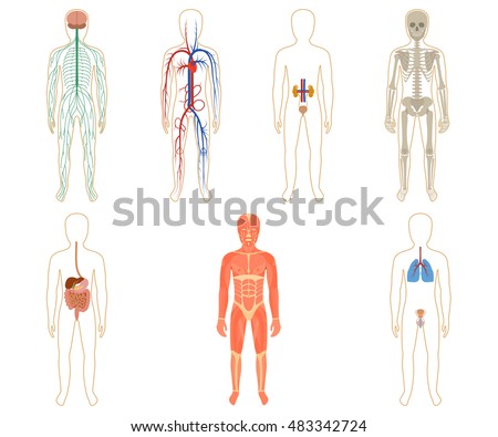 Doctor Two Human System Diagrams Illustration Stock Vector 547510267 ...