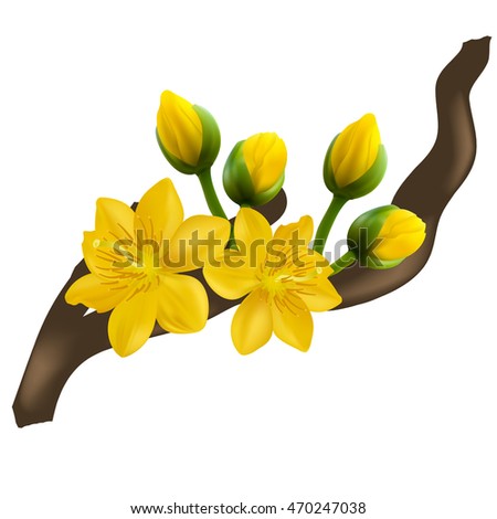 Yellow Apricot Flower, traditional lunar new year in Vietnam