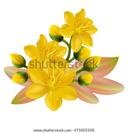 Yellow Apricot Flower, traditional lunar new year in Vietnam