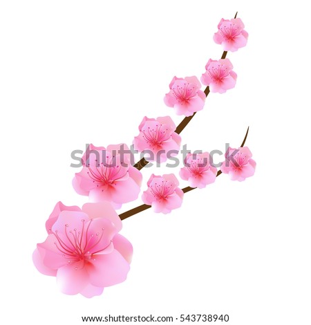 Peach flower is symbol of Vietnamese Lunar New Year - Tet holidays in north of Vietnam