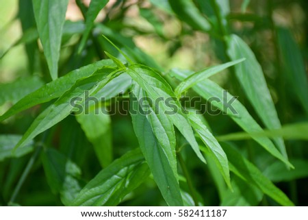 Acanthaceae ImÃƒÂ¡genes pagas y sin cargo y vectores en stock 
