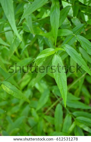 Acanthaceae Stock Images Royalty-Free Images Vectors Shutterstock