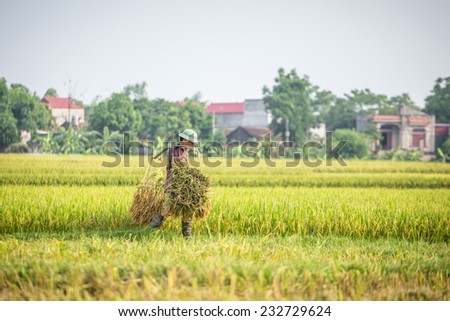 BAC GIANG, VIETNAM - JUNE 1: Farmers plant rice in rice field, June 15, 2014 in BAC GIANG, VIETNAM. VIETNAM is currently the worlds largest producer of rice in the world
