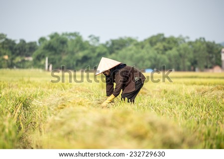 BAC GIANG, VIETNAM - JUNE 1: Farmers plant rice in rice field, June 15, 2014 in BAC GIANG, VIETNAM. VIETNAM is currently the worlds largest producer of rice in the world