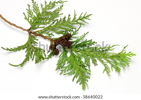 Hinoki Stock Photos, Royalty-Free Images & Vectors - Shutterstock