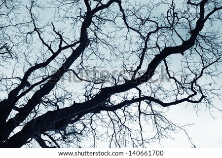 stock-photo-naked-branches-of-a-tree-against-blue-sky-close-up-140661700.jpg