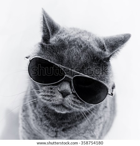 Cat In Sunglasses Stock Photos, Images, & Pictures | Shutterstock