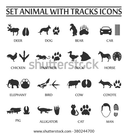 Pig Tracks Stock Images Royalty Free Images Amp Vectors
