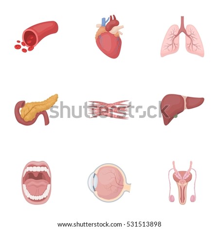 Muscles Rotator Cuff Stock Illustration 94338061 - Shutterstock