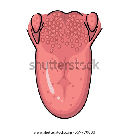 Tongue Anatomy Stock Images, Royalty-Free Images & Vectors | Shutterstock