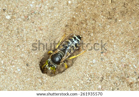 Bộ sưu tập Côn trùng - Page 51 Stock-photo-female-sand-wasp-bembix-rostrata-digging-in-sand-261935570