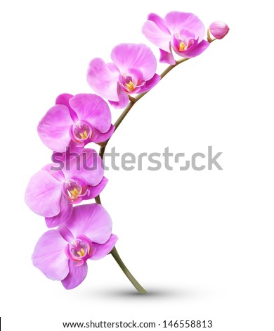 Vector flower exotic orchid branch