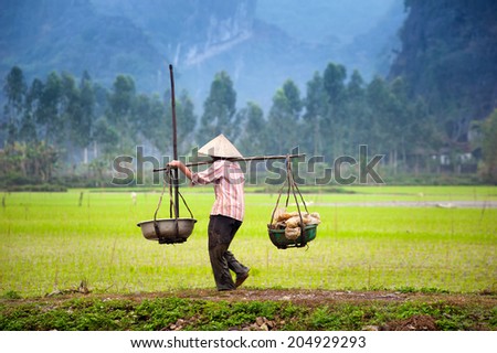 Vietnamese farmer on rice paddy field in Ninh Binh, Tam Coc. Organic farming in Asia