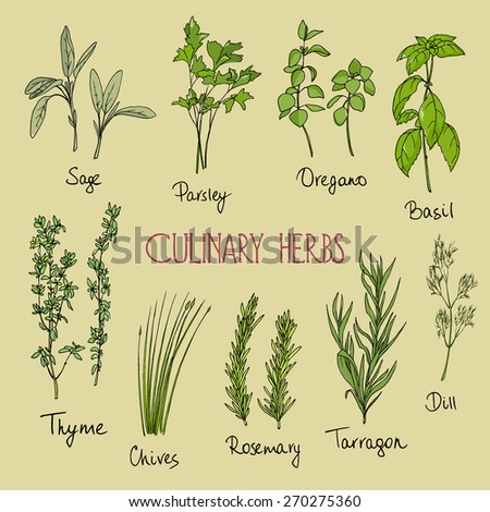 herbal medicine перевод