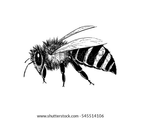 Vector Illustration Hand Drawn Honey Bee Stock Vector 545514106 ...