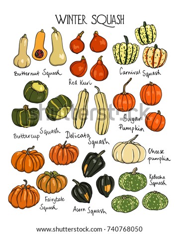 Vector Illustration Hand Drawn Winter Squash Stock Vector 740768050 ...