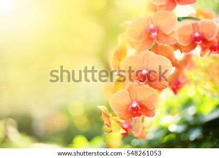 Beautiful orchid flower with natural background.