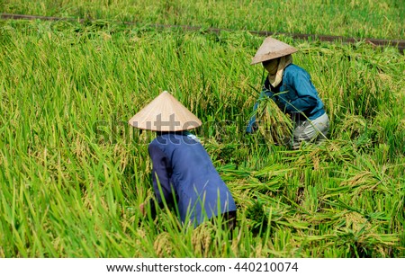 Mai Chau Valley, Hoa Binh, Vietnam - June 18, 2016: Women farmers are harvesting rice in a field in northwestern Vietnam.