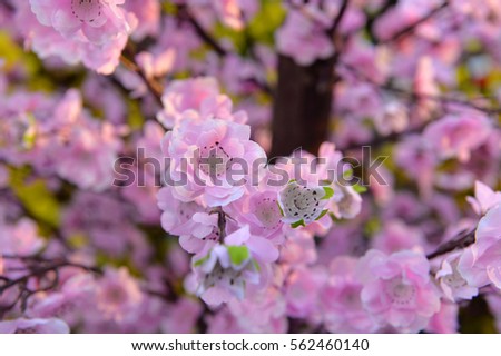 Peach flower on tree. Peach flower is symbol of Lunar New Year - Tet holidays in Vietnam.