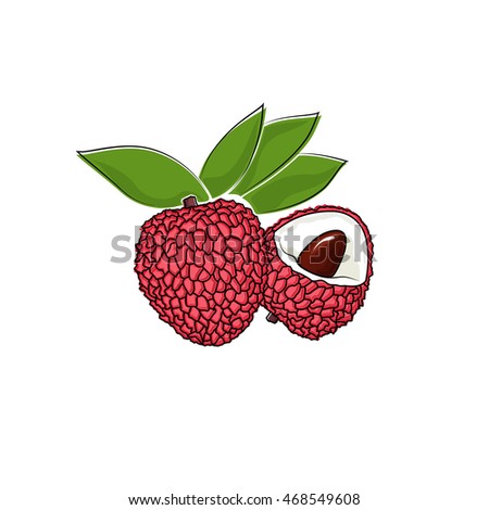 Lychee Isolated on White Background, Tropical Fruit Lichi, Vector Illustration