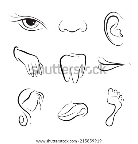 Set Icons Flat Parts Human Body Stock Vector 215859919 - Shutterstock