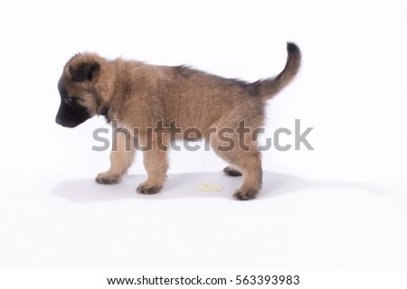belgian sheepdog breeders in new york belgian shepherd stock images royalty free images u0026 vectors belgian sheepdog breeders in new york belgian shepherd stock images royalty free images u0026 vectors