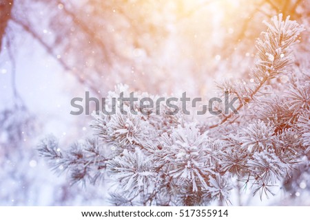 Winter snowy pine tree christmas scene. Fir branches covered with frost wonderland. Calm blurred snow flakes winter time background with copy space area. Snow covered branches in winter
