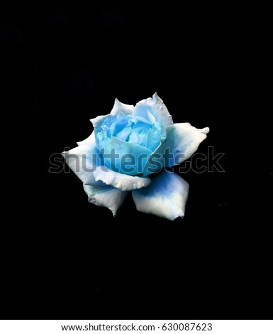 Beautiful Light Blue Rose Black Background Stock Photo (Royalty Free