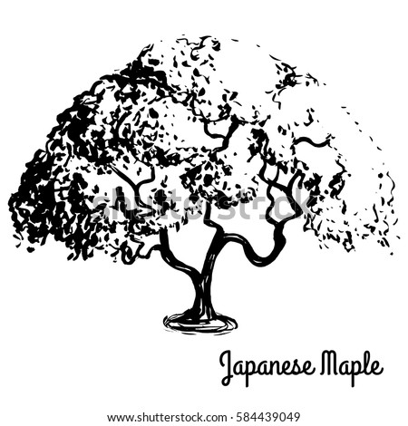 maple tree drawing japanese maple tree drawing www pixshark images galleries with a bite maple tree drawing japanese maple tree drawing www pixshark images galleries with a bite