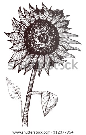 Sunflower Vector Set Hand Drawn Sunflowers Stock Vector 253808950 ...