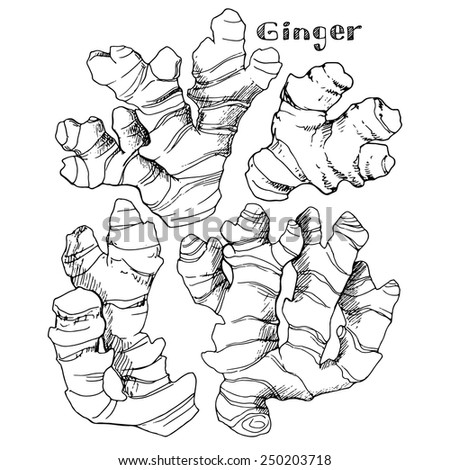 Ginger Hand Draw Stock Images, Royalty-Free Images & Vectors | Shutterstock