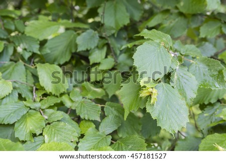 Hazelnut Tree Stock Images, Royalty-Free Images & Vectors | Shutterstock