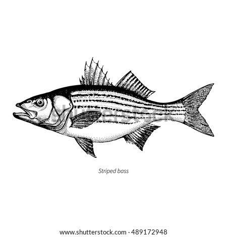 Free Free 190 Striped Bass Svg SVG PNG EPS DXF File