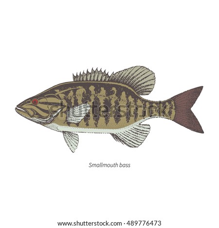 Download Smallmouth Bass Stock Images, Royalty-Free Images ...