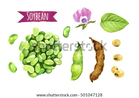 Soybeans hand-painted watercolor illustration set