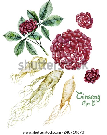Watercolor ginseng root and berries. Vector set