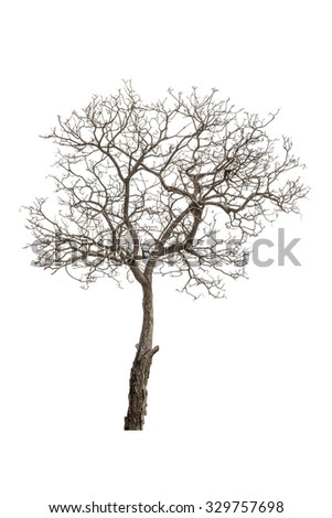 Tree Drawing Stock Vector 54409027 - Shutterstock