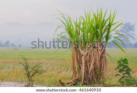 sugarcane plantation in the background of countryside with copyspace.