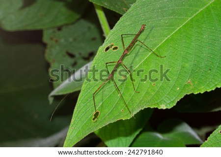 Walking stick Stock Photos, Images, & Pictures | Shutterstock