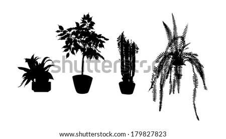 Image Result For Indoor House Plants Image Result For Indoor House Plants
