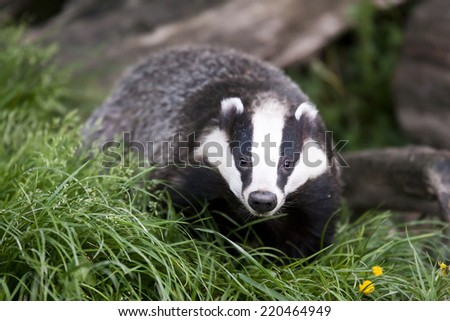 European Badger Called Eurasian Badger Or Stock Photo 220464949 ...