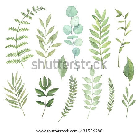 stock photo hand drawn watercolor illustrations botanical clipart set of green leaves herbs and branches 631556288