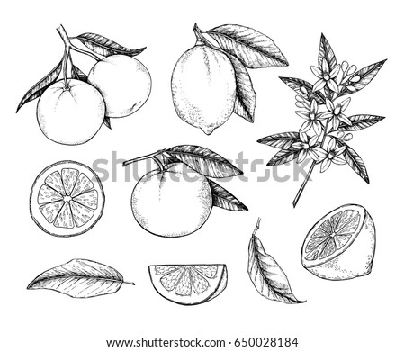 Hand drawn vector illustration - Collections of Lemons and Oranges. Branches with citrus fruits. Flowering plant with leaves. Perfect for packing, greeting cards, invitations, prints etc