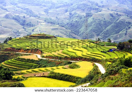 Harvest rice on terraced fields of Sa-pa, Lao cai, Vietnam