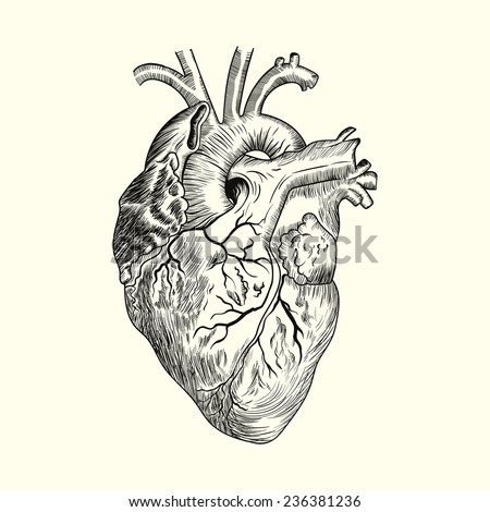 Hand Drawn Human Heart Sketch Anatomical Stock Vector 236381236 