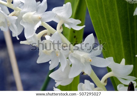  HOA GIEO TỨ TUYỆT - Page 68 Stock-photo-orchid-eria-hyacinthoides-orchidaceae-originating-in-the-malaysia-sumatra-and-java-sao-paulo-507295027