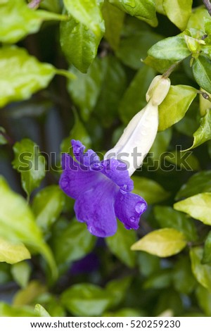 Acanthaceae Banque d'Image Libre de Droit Photos Vecteurs et 